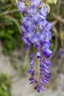 Terceira Island, Azores, Portugal. Purple wisteria flowers in Angra do Heroismo. Art Print